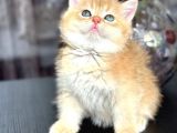 A Kalite Bri̇ti̇sh Shorthai̇r Golden Ve Si̇lvir Yavrular