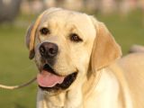 FCI-KIF secereli Labrador Retriever Yavrular