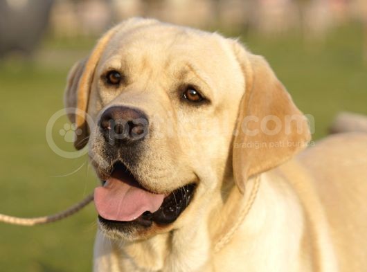 Fci-Kif Secereli Labrador Retriever Yavrular