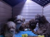 Irk Güzeli̇ Toy Poodle A Secere Bebekler