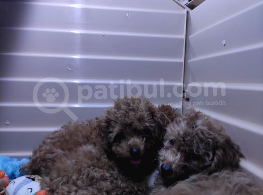 Irk Güzeli̇ Toy Poodle A Secere Bebekler görsel