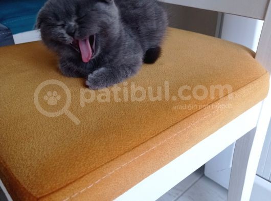 Orjinal Irk Çok Sağlıklı görsel