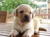 Fci-Kif Secereli Labrador Retriever Yavrular