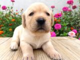 Fci-Kif Secereli Labrador Retriever Yavrular