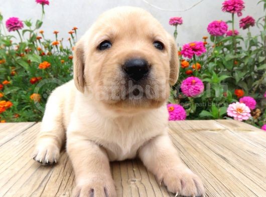 Fci-Kif Secereli Labrador Retriever Yavrular görsel