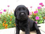 Fci-Kif Secereli Labrador Retriever Yavrular