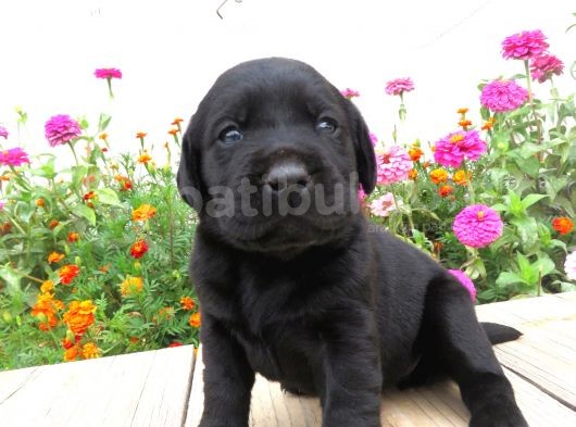 Fci-Kif Secereli Labrador Retriever Yavrular görsel