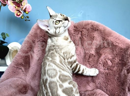 Muhtesem Kalitede Snow Bengal Kedileri