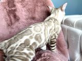 Muhtesem Kalitede Snow Bengal Kedileri