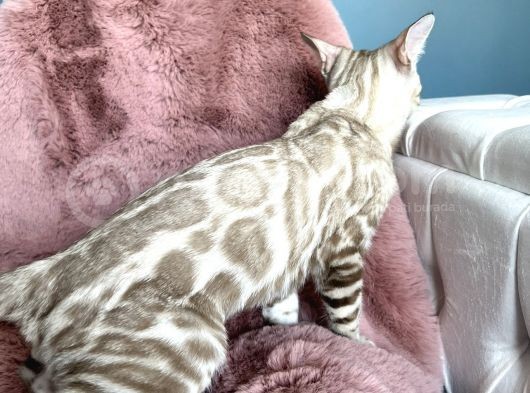 Muhtesem Kalitede Snow Bengal Kedileri görsel