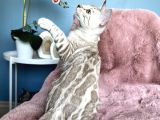 Muhtesem Kalitede Snow Bengal Kedileri