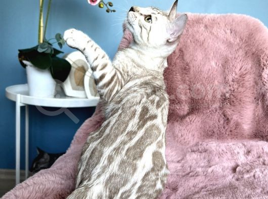 Muhtesem Kalitede Snow Bengal Kedileri görsel