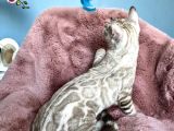 Muhtesem Kalitede Snow Bengal Kedileri