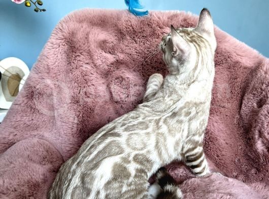 Muhtesem Kalitede Snow Bengal Kedileri görsel