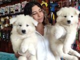 Pamuk Tüylü Samoyed Bebekler