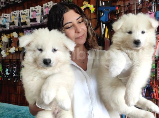 Pamuk Tüylü Samoyed Bebekler görsel