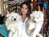 Pamuk Tüylü Samoyed Bebekler