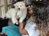 Pamuk Tüylü Samoyed Bebekler