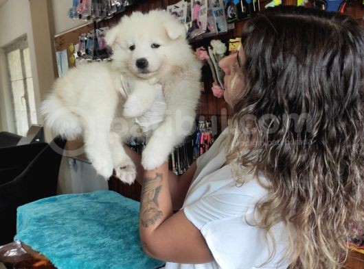 Pamuk Tüylü Samoyed Bebekler görsel