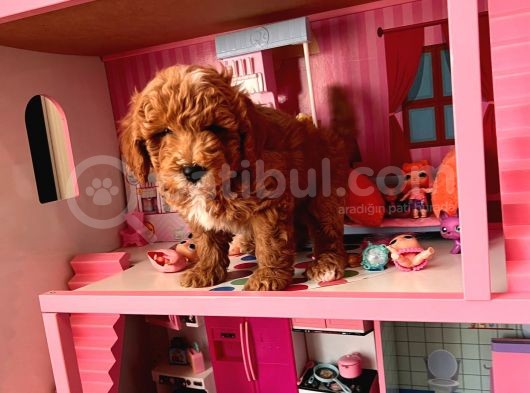 Red Brown Poodle Yavrular görsel