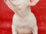 Efsane Güzellikte French Bulldog Platinyum Erkek Yavru