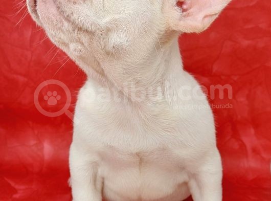 Efsane Güzellikte French Bulldog Platinyum Erkek Yavru görsel