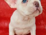 Efsane Güzellikte French Bulldog Platinyum Erkek Yavru