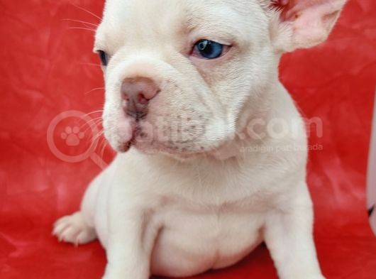 Efsane Güzellikte French Bulldog Platinyum Erkek Yavru görsel