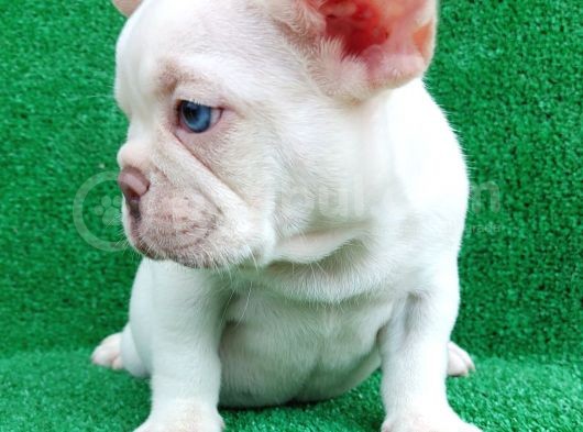 Efsane Güzellikte French Bulldog Platinyum Erkek Yavru