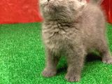 Bebek Yüzlü Orjinal British Shorthair Dişi Ve Erkek Yavrular