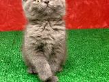 Bebek Yüzlü Orjinal British Shorthair Dişi Ve Erkek Yavrular