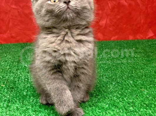 Bebek Yüzlü Orjinal British Shorthair Dişi Ve Erkek Yavrular görsel