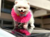 Pomerian Boo Dünyası