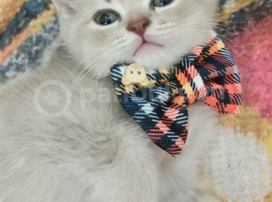Yakışıklı Prens Ve Güzel Prenseslerim