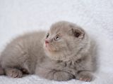 Duru Güzelliği Olan Gri Scottish Fold Yavrumuz