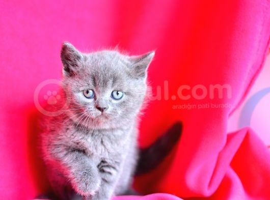 Show Kalite Gri British Shorthair