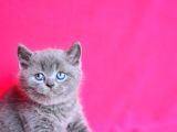 Show Kalite Gri British Shorthair