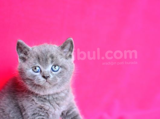 Show Kalite Gri British Shorthair görsel