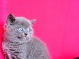 Show Kalite Gri British Shorthair