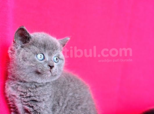 Show Kalite Gri British Shorthair görsel