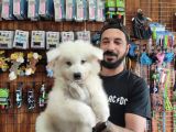 Ayi̇ Yavrusu Samoyed A Kali̇te Irk