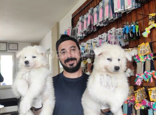 Ayi̇ Yavrusu Samoyed A Kali̇te Irk görsel