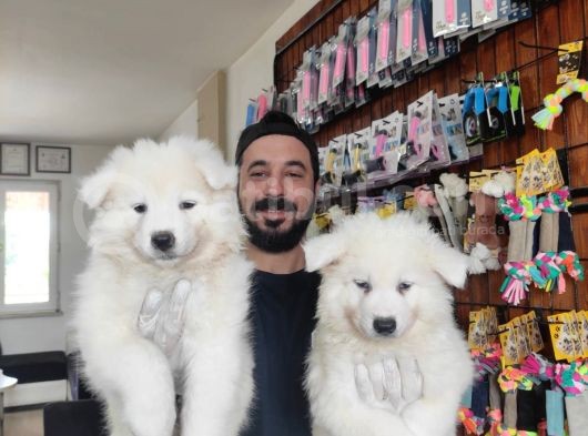 Ayi̇ Yavrusu Samoyed A Kali̇te Irk