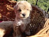 Çiçek Gibi Maltipoo Bebeklerim
