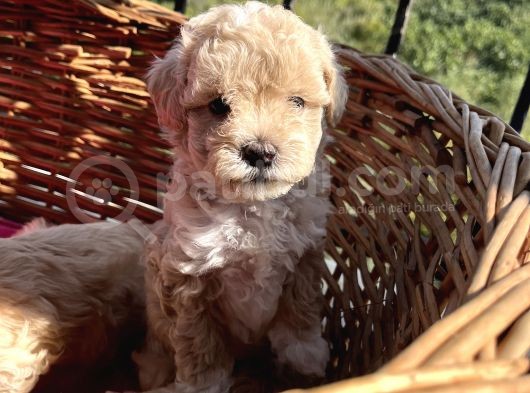 Çiçek Gibi Maltipoo Bebeklerim görsel
