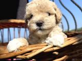 Çiçek Gibi Maltipoo Bebeklerim