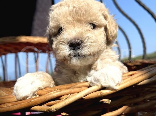 Çiçek Gibi Maltipoo Bebeklerim görsel