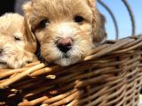 Çiçek Gibi Maltipoo Bebeklerim