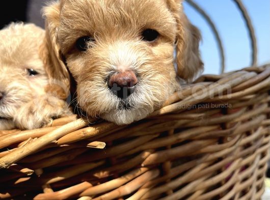 Çiçek Gibi Maltipoo Bebeklerim görsel