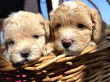 Çiçek Gibi Maltipoo Bebeklerim